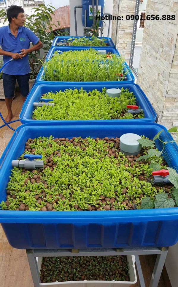 Hệ Rau Xanh Cá Sạch Aquaponics chuẩn với 5 khay rau